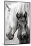 The Foal-Jacky Parker-Mounted Photographic Print