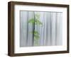 The Fog and Leaves-Michel Manzoni-Framed Photographic Print