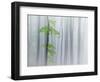 The Fog and Leaves-Michel Manzoni-Framed Photographic Print