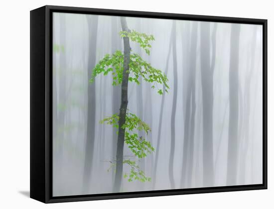 The Fog and Leaves-Michel Manzoni-Framed Stretched Canvas