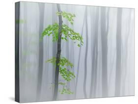 The Fog and Leaves-Michel Manzoni-Stretched Canvas