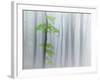 The Fog and Leaves-Michel Manzoni-Framed Photographic Print