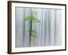 The Fog and Leaves-Michel Manzoni-Framed Photographic Print