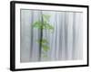 The Fog and Leaves-Michel Manzoni-Framed Photographic Print