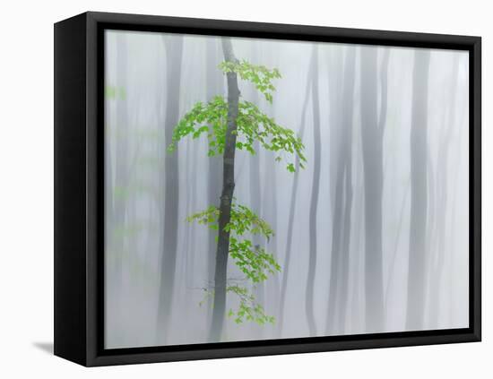 The Fog and Leaves-Michel Manzoni-Framed Stretched Canvas