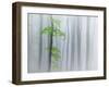 The Fog and Leaves-Michel Manzoni-Framed Photographic Print