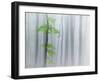 The Fog and Leaves-Michel Manzoni-Framed Photographic Print