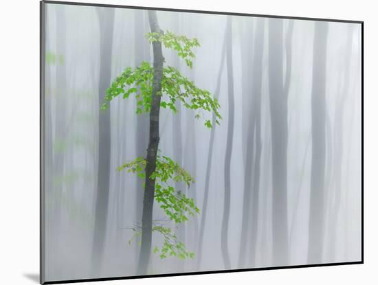 The Fog and Leaves-Michel Manzoni-Mounted Photographic Print