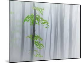 The Fog and Leaves-Michel Manzoni-Mounted Photographic Print