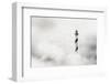 The Fog-Piet Flour-Framed Photographic Print