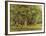 The Forest, 1870-Camille Pissarro-Framed Giclee Print
