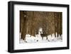 The Forest of Snow White-Carrie Ann Grippo-Pike-Framed Photographic Print