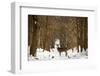 The Forest of Snow White-Carrie Ann Grippo-Pike-Framed Photographic Print