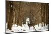 The Forest of Snow White-Carrie Ann Grippo-Pike-Mounted Photographic Print