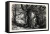 The Forest Scenery of Great Britain: Burnham Beeches, UK-null-Framed Stretched Canvas