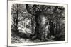 The Forest Scenery of Great Britain: Burnham Beeches, UK-null-Mounted Giclee Print