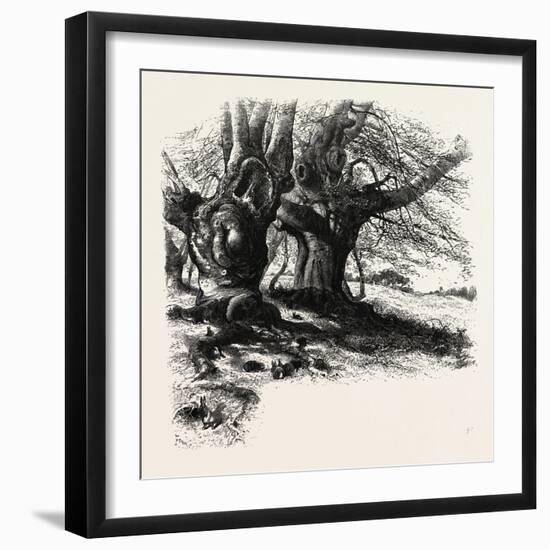 The Forest Scenery of Great Britain: Burnham Beeches, UK-null-Framed Giclee Print