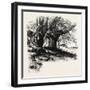 The Forest Scenery of Great Britain: Burnham Beeches, UK-null-Framed Giclee Print