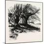 The Forest Scenery of Great Britain: Burnham Beeches, UK-null-Mounted Giclee Print