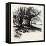 The Forest Scenery of Great Britain: Burnham Beeches, UK-null-Framed Stretched Canvas