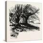 The Forest Scenery of Great Britain: Burnham Beeches, UK-null-Stretched Canvas