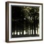 The Forest-Clive Nolan-Framed Photographic Print