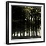 The Forest-Clive Nolan-Framed Photographic Print