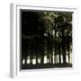 The Forest-Clive Nolan-Framed Photographic Print