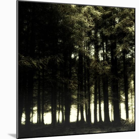 The Forest-Clive Nolan-Mounted Photographic Print