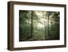 The Forest-Philippe Manguin-Framed Photographic Print