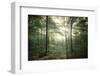 The Forest-Philippe Manguin-Framed Photographic Print