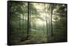 The Forest-Philippe Manguin-Framed Stretched Canvas