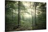 The Forest-Philippe Manguin-Stretched Canvas