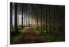 The Forest-Benny Pettersson-Framed Photographic Print