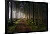 The Forest-Benny Pettersson-Framed Photographic Print