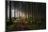 The Forest-Benny Pettersson-Mounted Photographic Print