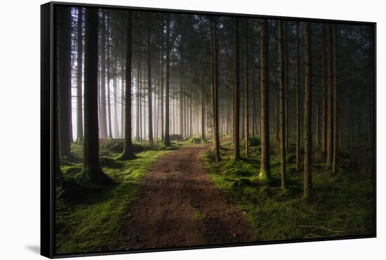 The Forest-Benny Pettersson-Framed Stretched Canvas