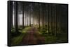 The Forest-Benny Pettersson-Framed Stretched Canvas