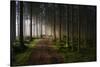 The Forest-Benny Pettersson-Stretched Canvas