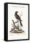 The Fork-Tailed Indian Butcher-Bird, 1749-73-George Edwards-Framed Stretched Canvas