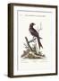 The Fork-Tailed Indian Butcher-Bird, 1749-73-George Edwards-Framed Giclee Print