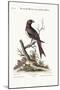 The Fork-Tailed Indian Butcher-Bird, 1749-73-George Edwards-Mounted Giclee Print