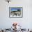 The Fosa, One of the Small Ports of Zadar, Zadar County, Dalmatia Region, Croatia, Europe-Emanuele Ciccomartino-Framed Photographic Print displayed on a wall