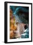 The Fountain-Ursula Abresch-Framed Photographic Print