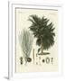 The Four-Flapped Casuarina-null-Framed Giclee Print