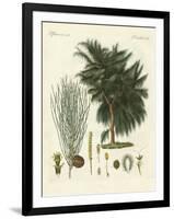 The Four-Flapped Casuarina-null-Framed Giclee Print