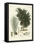 The Four-Flapped Casuarina-null-Framed Stretched Canvas