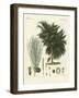 The Four-Flapped Casuarina-null-Framed Giclee Print