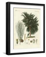 The Four-Flapped Casuarina-null-Framed Giclee Print