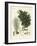 The Four-Flapped Casuarina-null-Framed Giclee Print